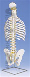 Classic Flexible Spine with ribs